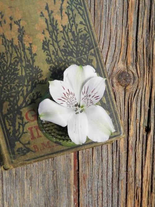 Virginia  White Alstroemeria